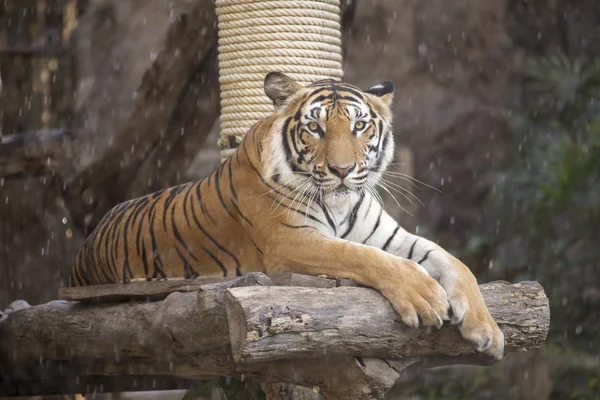 Bengal Tiger on wood resting