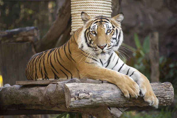 Bengal Tiger on wood resting