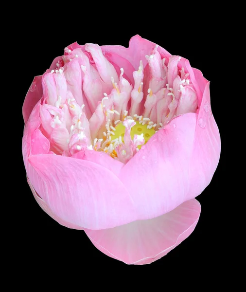 Lotus,Single lotus flower isolated on black background