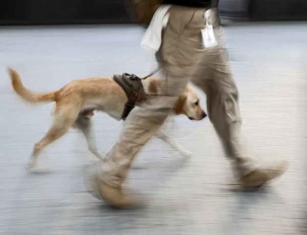 Canine service dog on a city street intentional blur