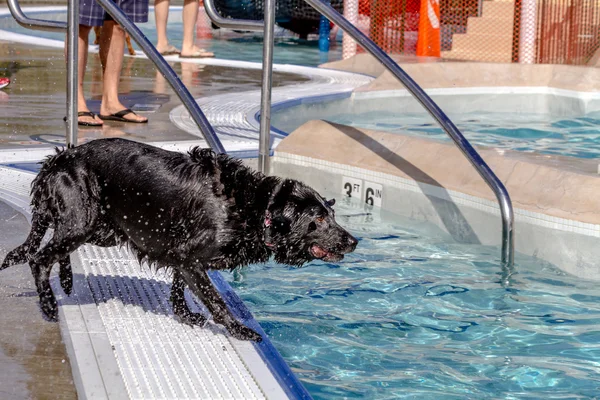 Dogs Swimming in Public Pool
