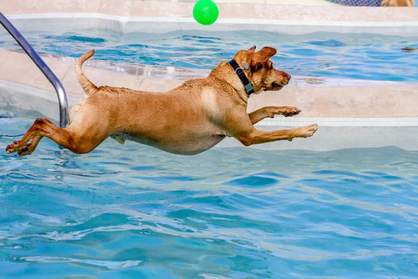 Dogs Swimming in Public Pool