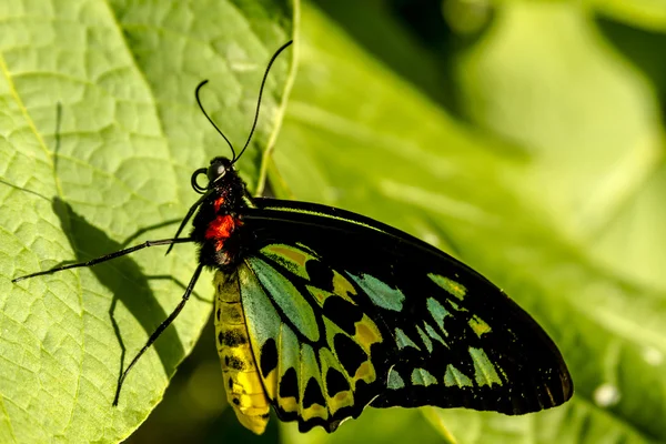 Butterfly Varieties at Botanical Gardens