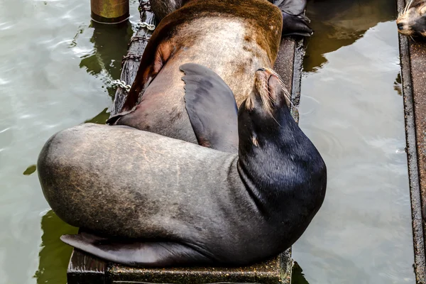 Pacific Northwest Sea Lions and Seals