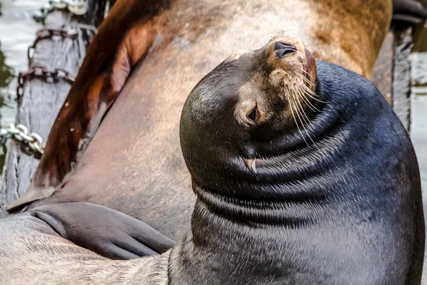 Pacific Northwest Sea Lions and Seals