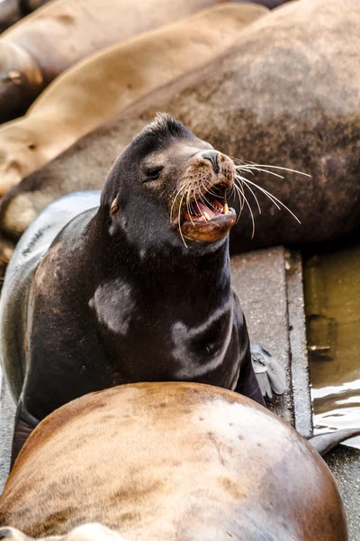 Pacific Northwest Sea Lions and Seals