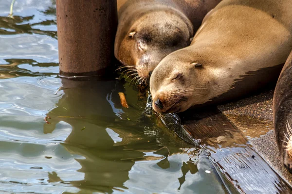 Pacific Northwest Sea Lions and Seals