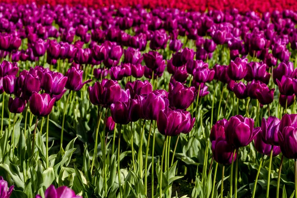 Skagit Valley Oregon Tulip Fields