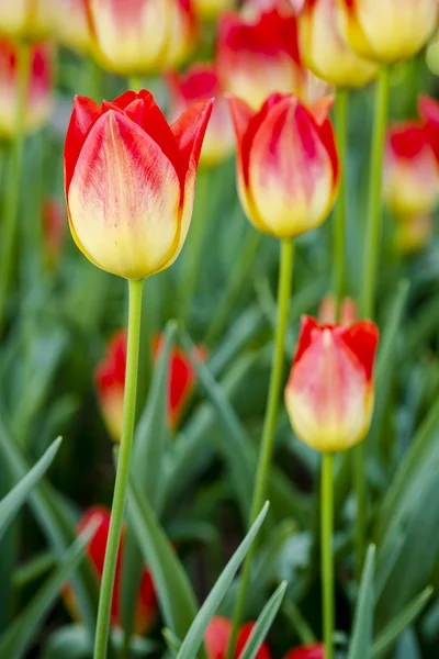 Skagit Valley Oregon Tulip Fields