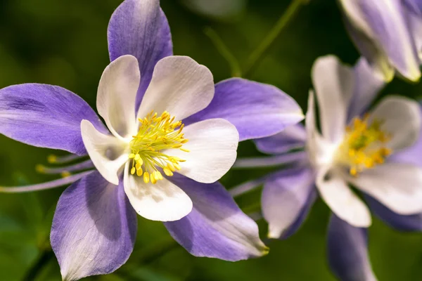 Blooming Blue Columbine Wildflower