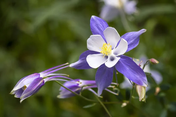 Blooming Blue Columbine Wildflower