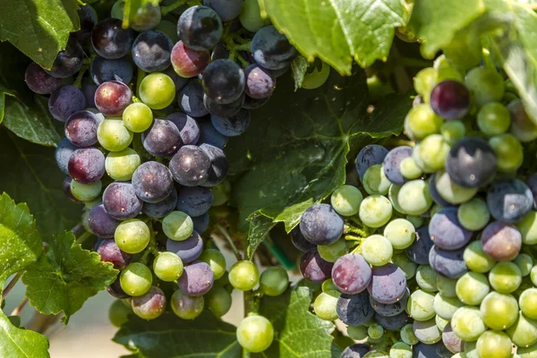 Colorful Wine Grapes on Grapevine