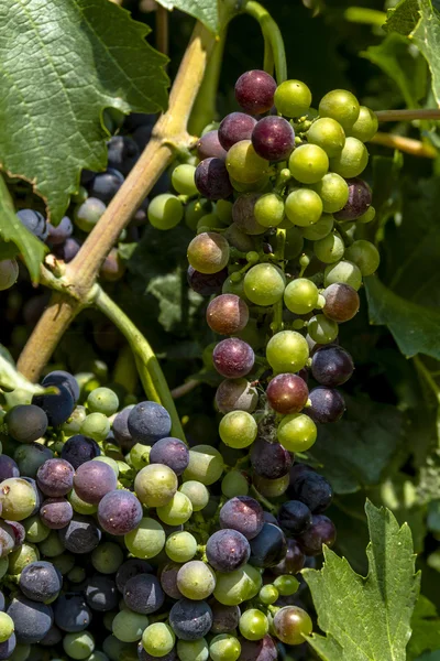 Colorful Wine Grapes on Grapevine