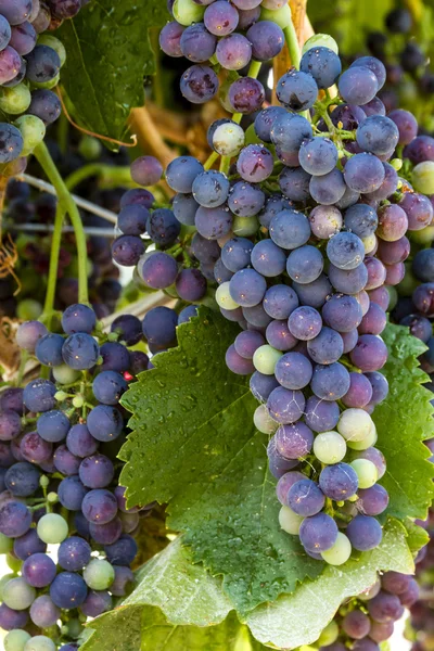 Colorful Wine Grapes on Grapevine