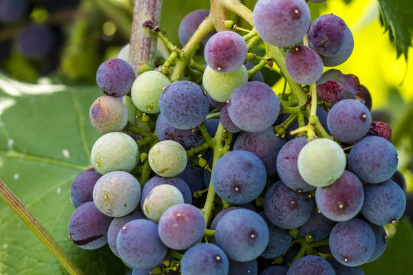 Colorful Wine Grapes on Grapevine