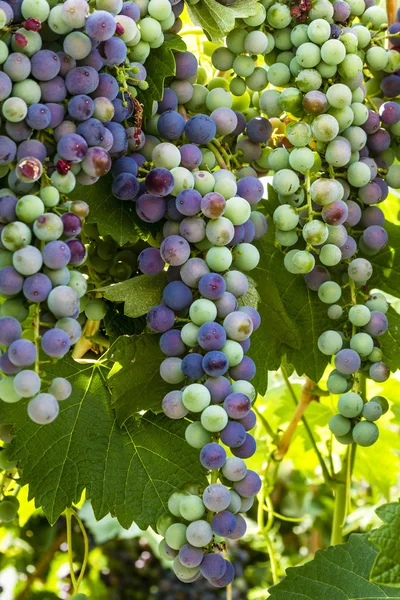 Colorful Wine Grapes on Grapevine