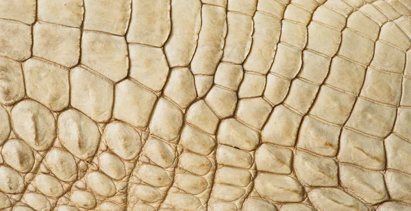 Golden crocodile skin texture