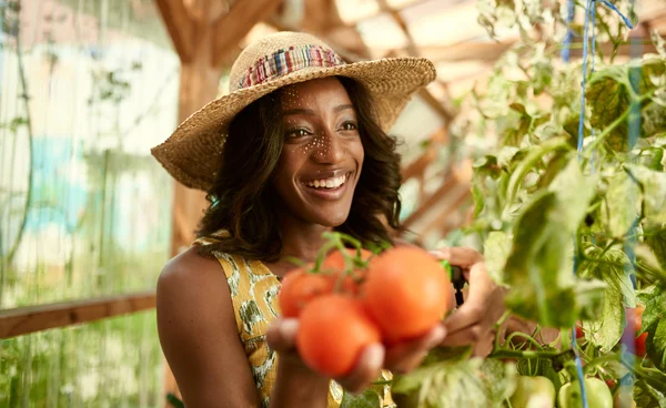 Friendly woman harvesting fresh tomatoes from the greenhouse garden putting ripe local produce in a basket