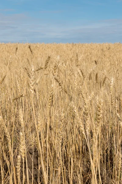 Ears of wheat of the wheat field