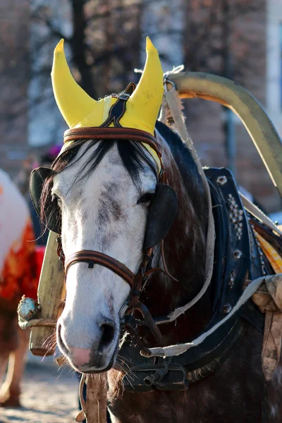 Head drawn by horses