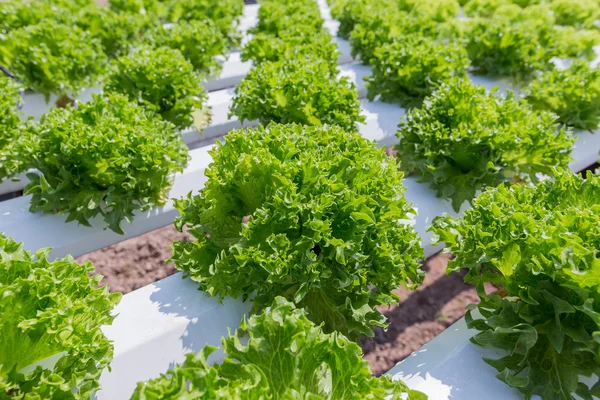 Green lettuce cultivation on hydroponic technology