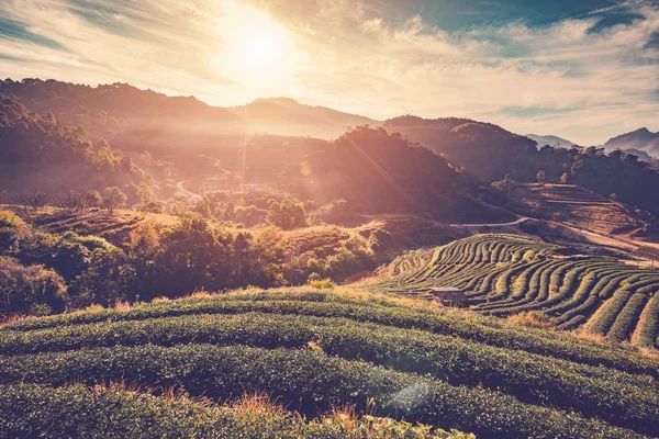 Tea field and sunrise vintage in morning