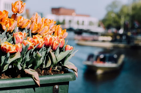 Tulips and boat in Amsterdam