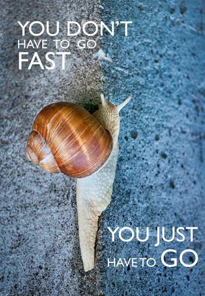 Inspirational quote with words you dont have to go fast you just have to go. Large snail crawling on a stone wall.