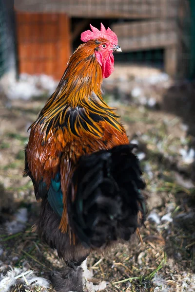Colorful hen walking on poultry yard looking at the camera.