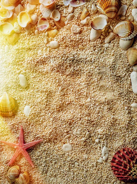 Sea shells on the sea pebbles