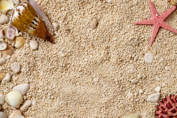 Sea shells on the sand.