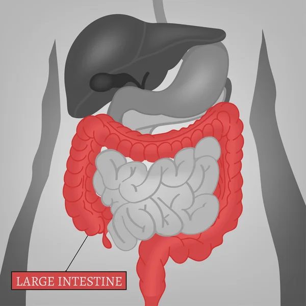 Karın bölgesi. Karaciğer, safra kesesi, pankreas, mide, onikiparmak
