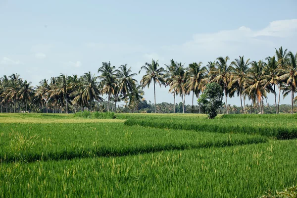 Rice field in early stage at Bali, Indonesia. Coconut tree at ba