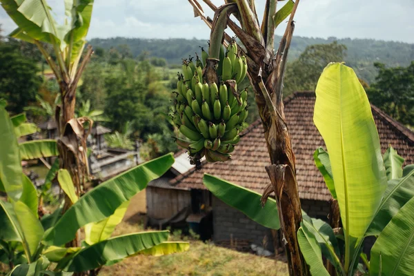 Banana tree with a bunch of bananas.Unripe bananas in the jungle