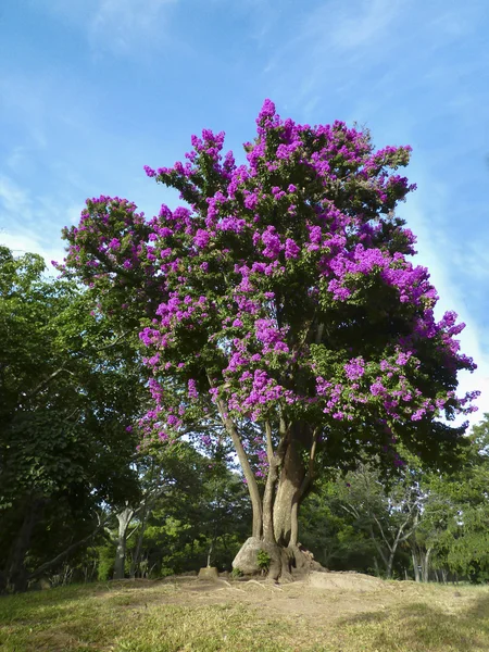 Bougainvillea tree ((Bougainvillea spectabilis var parviflora)