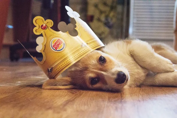 Corgi puppy in the crown burger king