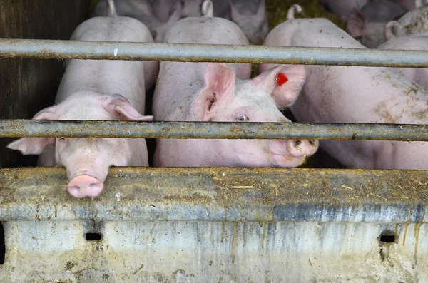 Austria, animal farming