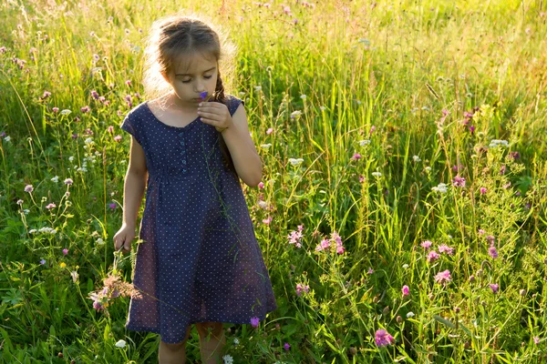 Little girl smelling wild flower on summer meadow