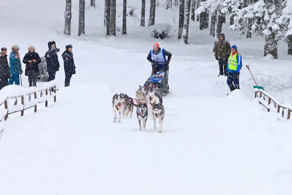 Sled Dog Race, driver and dogs during the skijoring competition