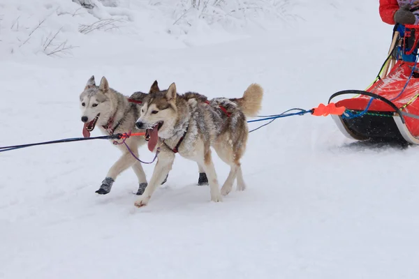 Sled Dog Race, two malamute dogs during the competition on the winter road