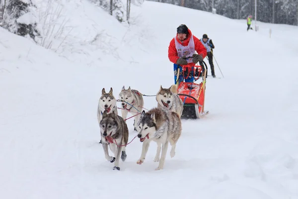 Sled Dog Race, dog team during the skijoring competition running on the road