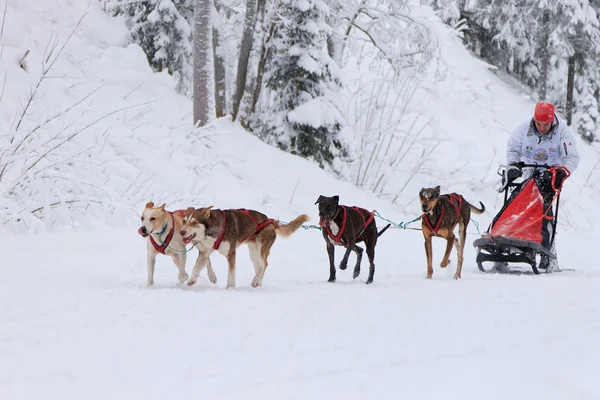 Sled Dog Race, dogs and driver during the competition on the winter road