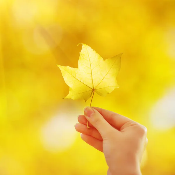 Woman hand holding yellow maple leaf