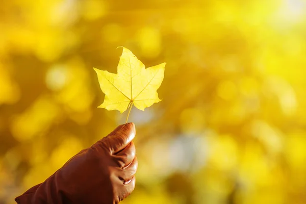 Woman hand holding yellow maple leaf