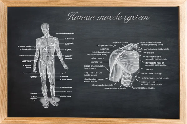 Didactic board of anatomy of human bony and muscular system