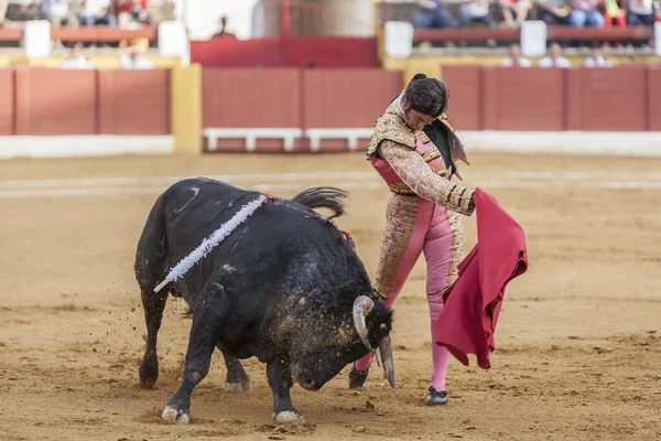 The Spanish Bullfighter Morante de ls Puebla bullfighting with t