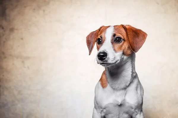 Happy dog Jack Russell terrier is posing on gold background