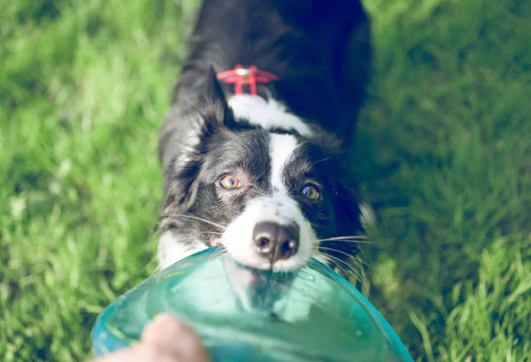 Border collie