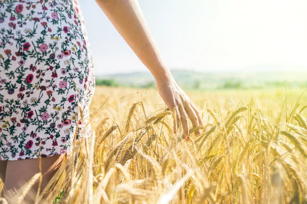 Woman walks in a corn field