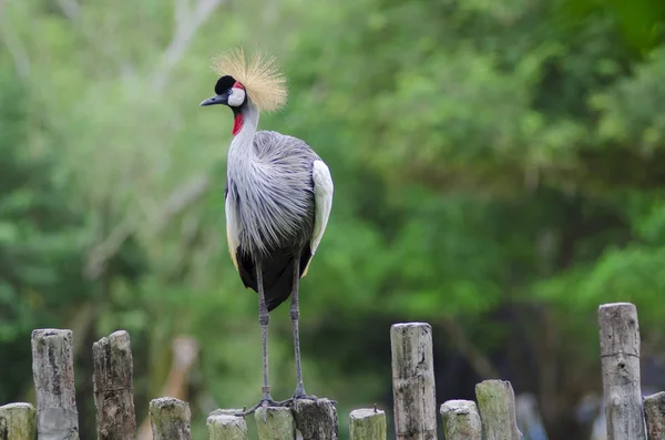 Bird called african crowned crane